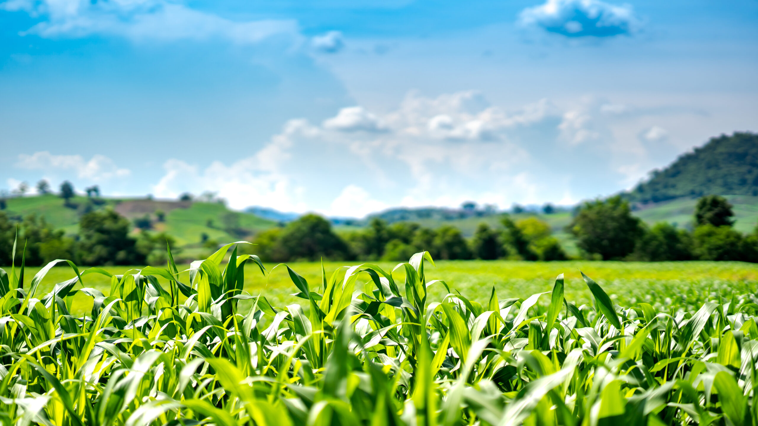 corn or maize in cornfield farm on mountain and blue sky background