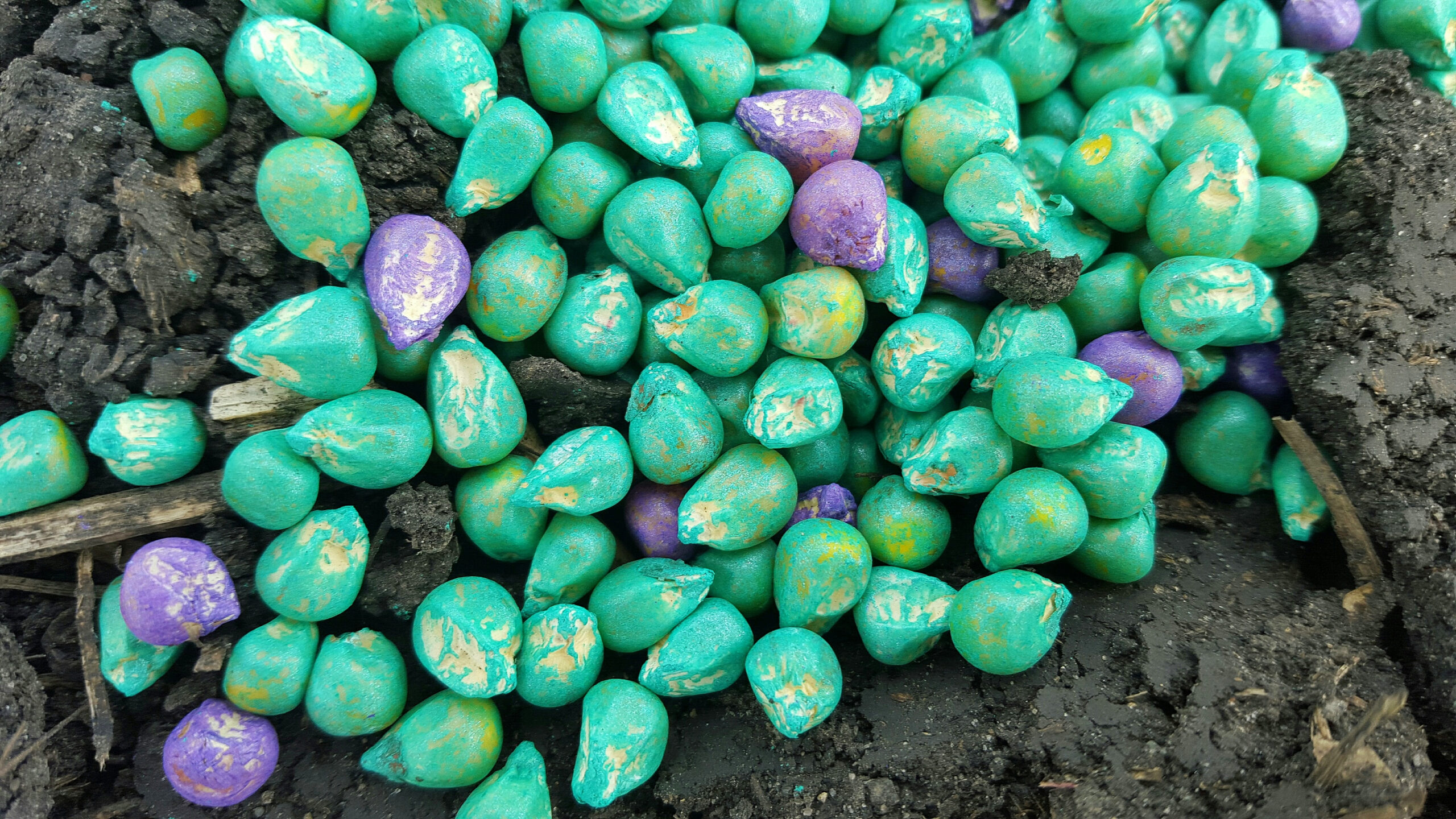 Closeup look at treated corn seed, which helps protect corn seedlings from insect pests and diseases.